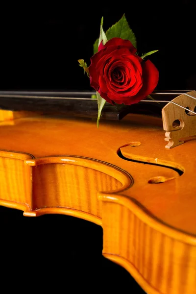 Violino partitura e rosa — Fotografia de Stock