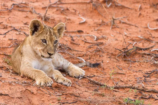 Krásný lvíče na kalahari písek — Stock fotografie