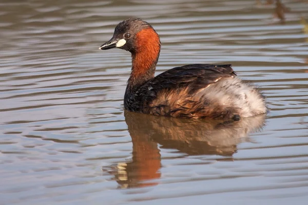 Dabchick swimming on a pond with reflection — Stock Photo, Image