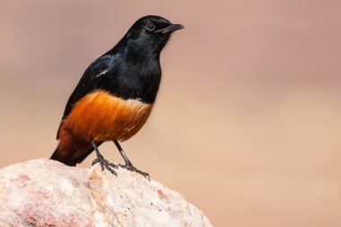 Güneş kayanın üzerine oturmuş cliff sohbet alay