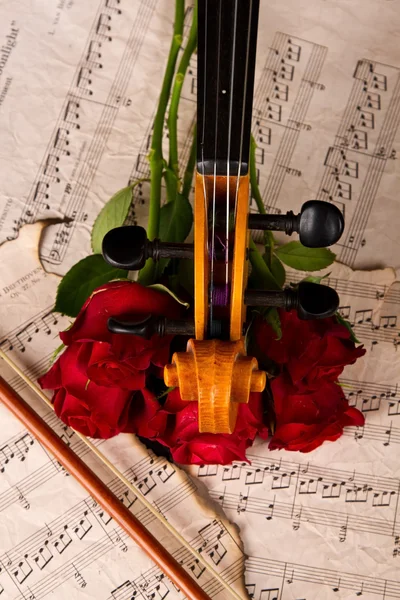 Violin on old sheet music and rose closeup — Stock Photo, Image