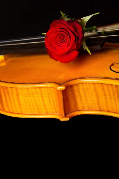 Violino partitura e rosa — Fotografia de Stock