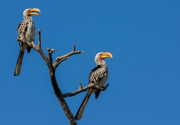 Two yellow billed hornbills sitting on branch with blue sky — Stock Photo, Image