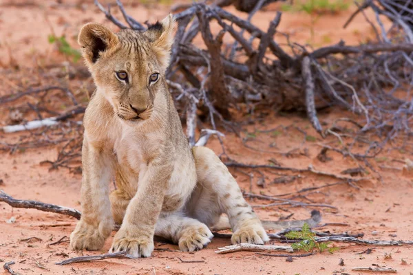 Lion cub sitting on the sand and looking — Stock Photo, Image