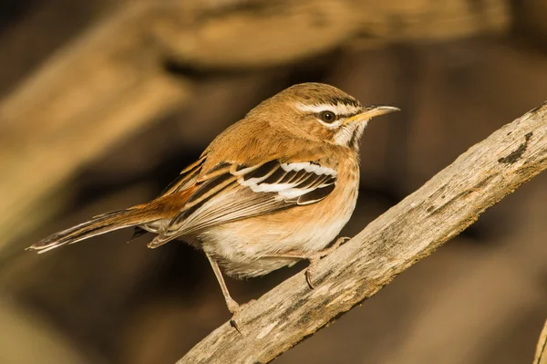 White-browed scrub-robin sentar-se no ramo — Fotografia de Stock