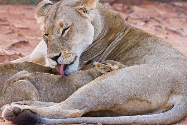 Θηλυκό λιονταρίνα με cubs — Φωτογραφία Αρχείου