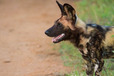 Wild dog standing looking for prey clipart