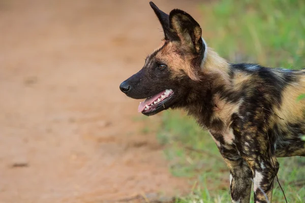 Wild dog standing looking for prey — Stock Photo, Image