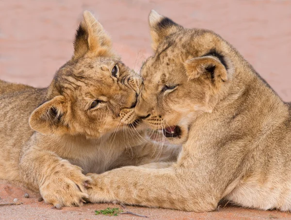 Two cute lion cubs playing on sand in the Kalahari — Stock Photo, Image