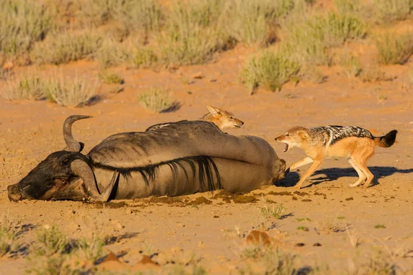 Pair of jackal fight over food in the Kalahari angry — Stock Photo, Image