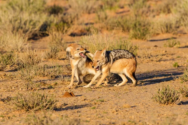 Dvojice šakale bojovat nad jídlem v kalahari zlobí — Stock fotografie