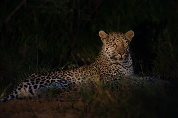 Leopard lies in darkness in grass waiting for prey — Stock Photo, Image