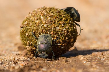 Dung beetles rolling their ball with eggs inside clipart