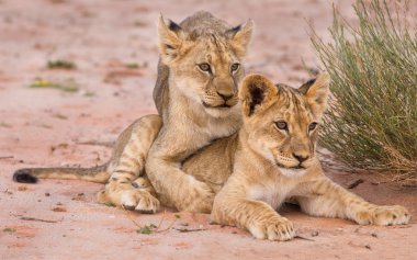 kalahari kumda oynayan iki sevimli aslan yavruları