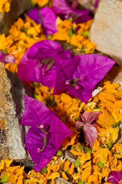 Fleurs violettes et jaunes couchées sur un sentier — Photo