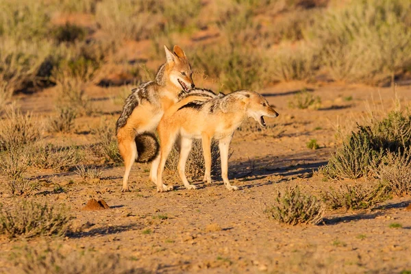 Par schakaler slåss om maten i kalahari arg — Stockfoto