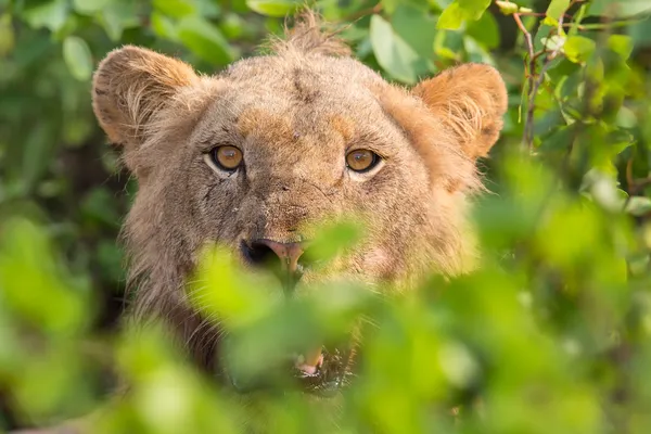 Angry lion stare through leaves ready to kill — Stock Photo, Image