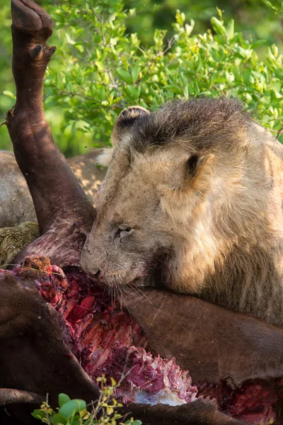 Leão macho comendo búfalo na natureza com fome — Fotografia de Stock