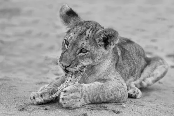 Lindo cachorro de león jugando en la arena en la conversio artística Kalahari —  Fotos de Stock