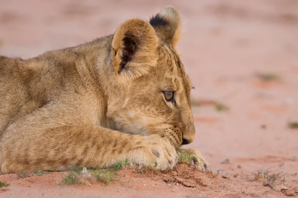 Aranyos oroszlán kölyök játszik a homok a Kalahári sivatagban — Stock Fotó