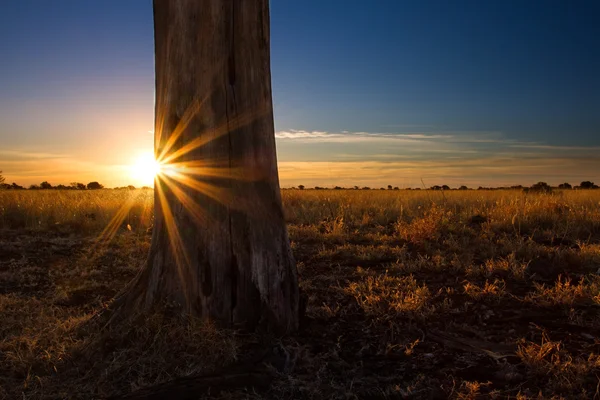 Kalahati zachód słońca z drzewa trawa i niebieski niebo — Zdjęcie stockowe