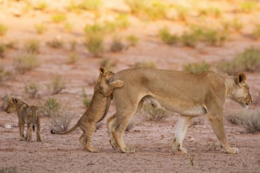 dişi aslan ve yavruları kalahari kum üzerinde oynamak