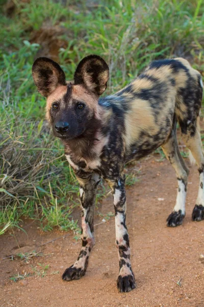 Chien sauvage debout à la recherche de proies — Photo