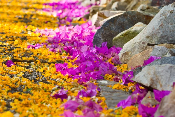 Lila och orange blomma liggande på väg — Stockfoto