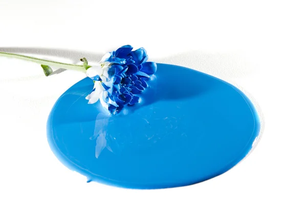 Flor branca cair em tinta azul — Fotografia de Stock