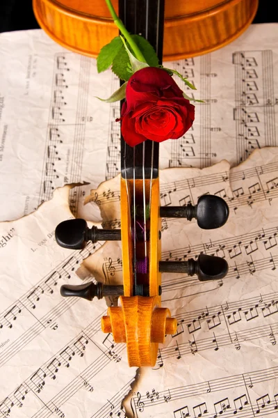 Violino partitura e rosa — Fotografia de Stock