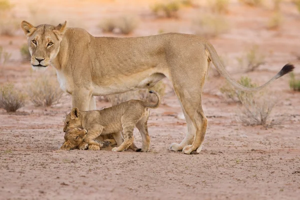 stock image Lioness and cubs play in the Kalahari on sand