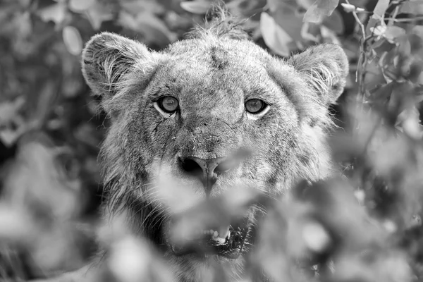 León enojado mirando a través de hojas listas para matar a la conversio artística —  Fotos de Stock