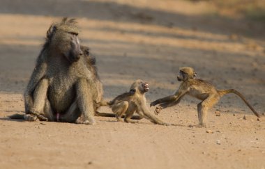 Toprak yolda seyrederken annesiyle oynayan maymunlar