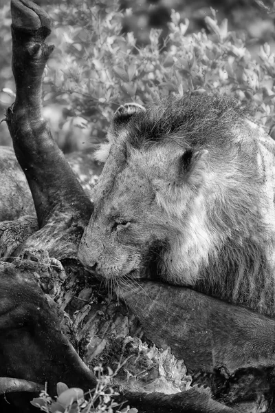 Leão macho comendo búfalo na natureza com fome artística converion — Fotografia de Stock