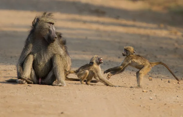 Paviane spielen mit Mutter auf Feldweg — Stockfoto