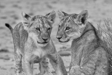 kalahari sanatsal conv kumda oynayan iki sevimli aslan yavruları