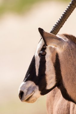 Gemsbok dikey duran sıcak kalahari güneş
