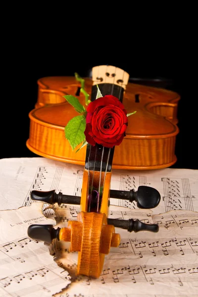 Noten für Violine und Rose — Stockfoto