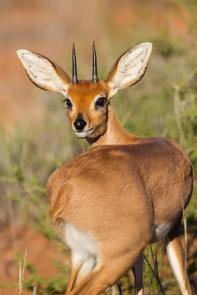 Steenbok de pé em esfoliação em kalahari — Fotografia de Stock