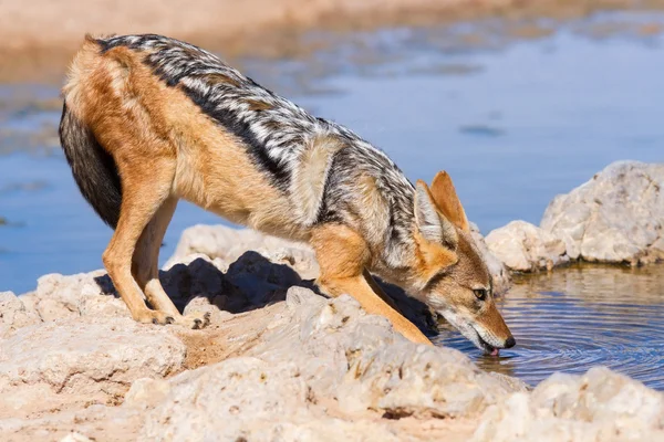Svart backas jackal dricka kallt vatten — Stockfoto