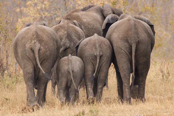 Avel besättning av elefant gå bort int träden Stockbild