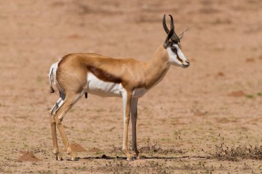Springbok duran bir kum Kalahari'de düz