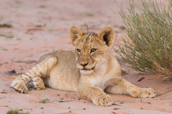 Bonito filhote de leão deitado na areia kalahari — Fotografia de Stock
