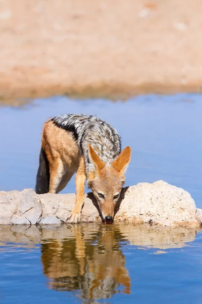 Svart backas jackal dricka kallt vatten — Stockfoto