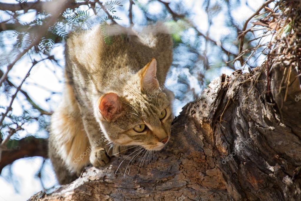 African wild cat looking for food high up