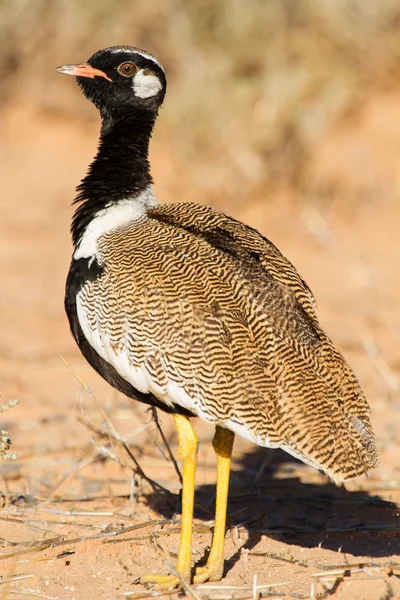 güzel siyah beyaz korhaan ayakta Kalahari