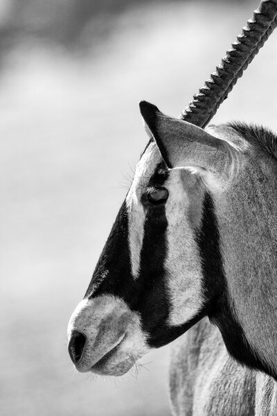 Gemsbok portrait standing in the hot kalahari sun close-up artistic conversion