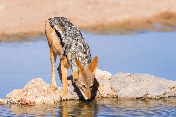 Noir dos chacal boire de l'eau froide — Photo