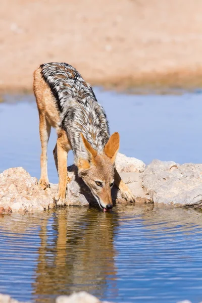 Preto apoiado chacal beber água fria — Fotografia de Stock