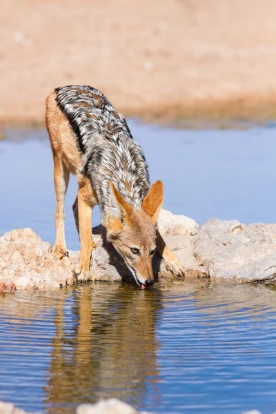 Svart backas jackal dricka kallt vatten — Stockfoto